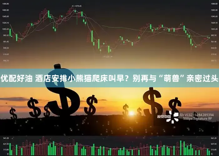 优配好油 酒店安排小熊猫爬床叫早？别再与“萌兽”亲密过头